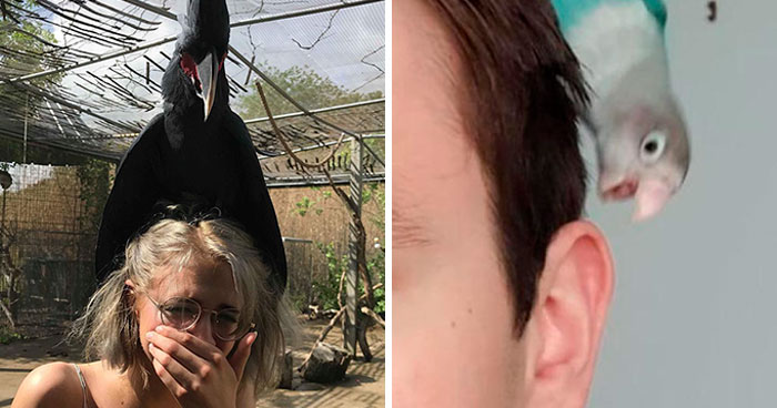 40 Hilarious Bird Posts That Were Too Good Not To Share