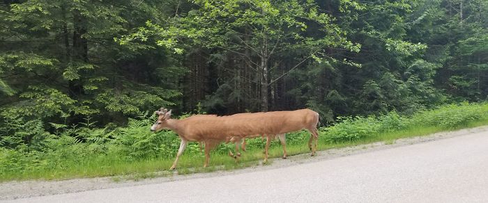 Does Anyone Know What Kind Of Deer This Is??