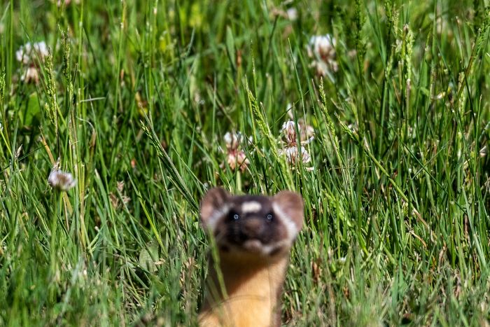 I Was Photographing This Beautiful, Rare Grass When I Was So Rudely Interrupted By A Long-Tailed Weasel