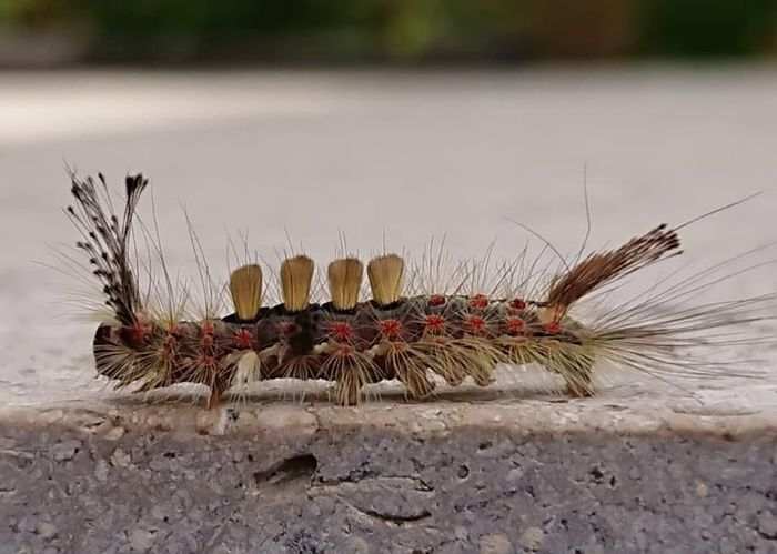 Anyone Know What This Is Going To Be?