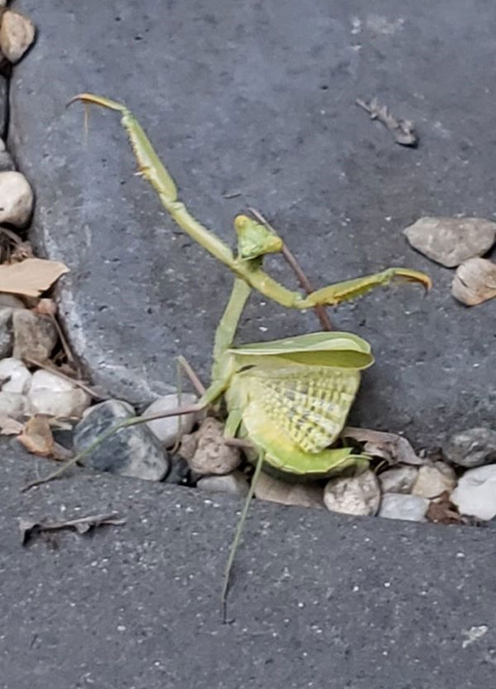 I Found This Guy Dancing In My Backyard