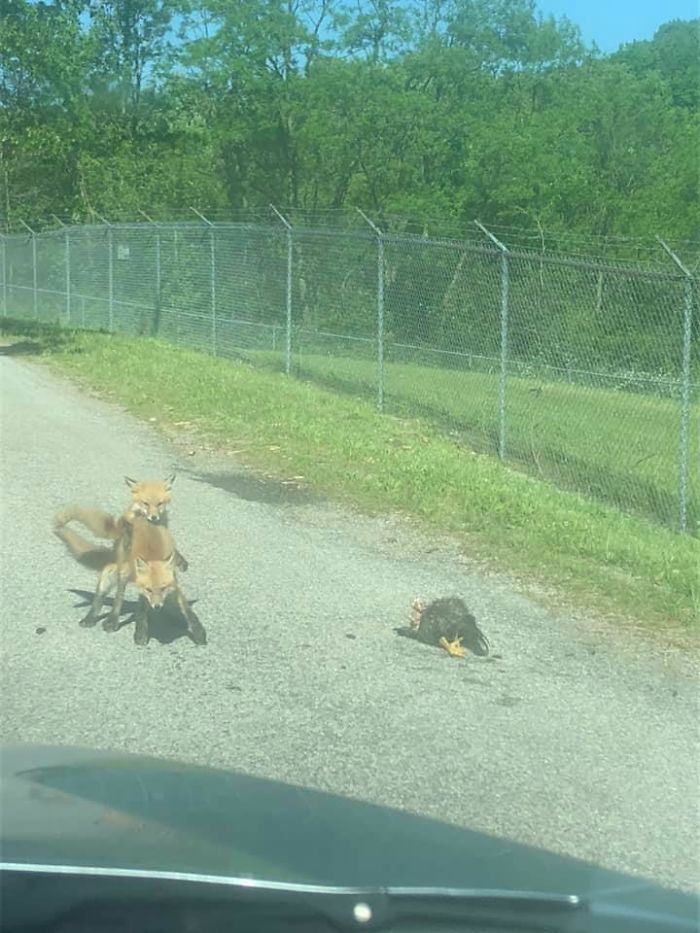 What Does The Fox Say ..