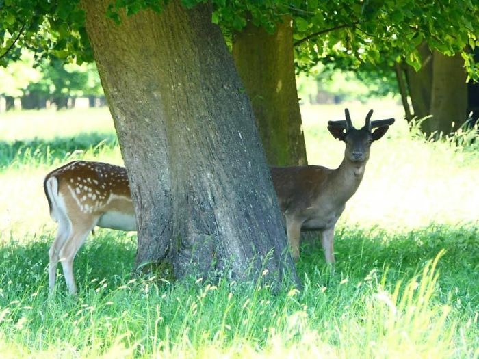 Are You Going To Be Long Deer?