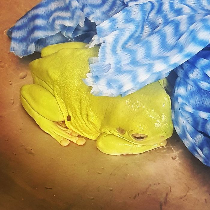 Green Tree Frog Found In The Sink. He Refused To Help With The Dishes And Wouldn't Give Me The Dishcloth
