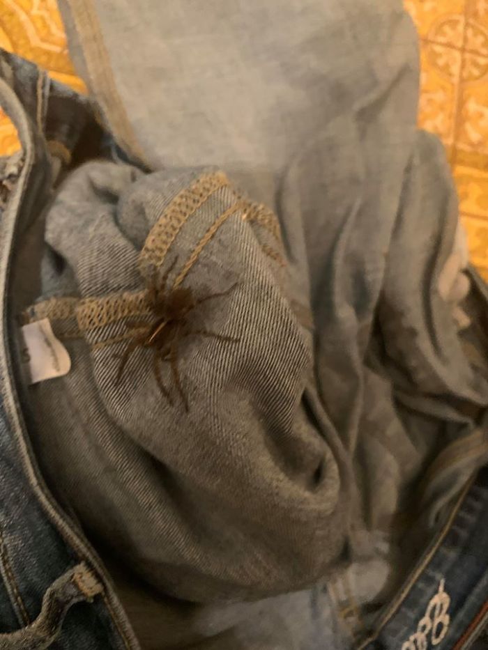 Discovered Her In My Pants While I Was On The Toilet. Thought It Appropriate For This Group