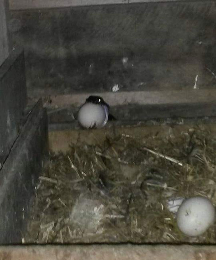 This Is Not One Of My Chickens