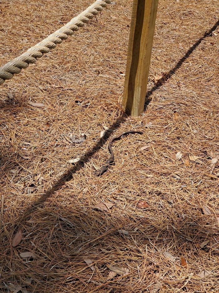 This Is A Crap Wildlife Photograph, Not Only Because I Nearly Crapped My Pants When I Saw It, But Also Because It Is Not Even Wildlife