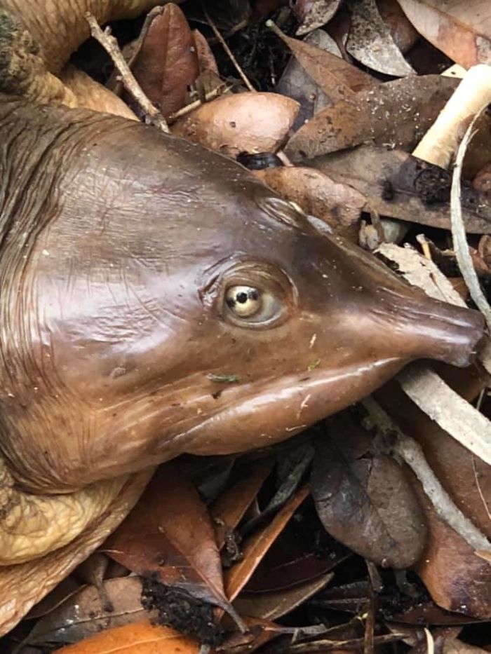 Yo Guys What Kind Of Dog Is This