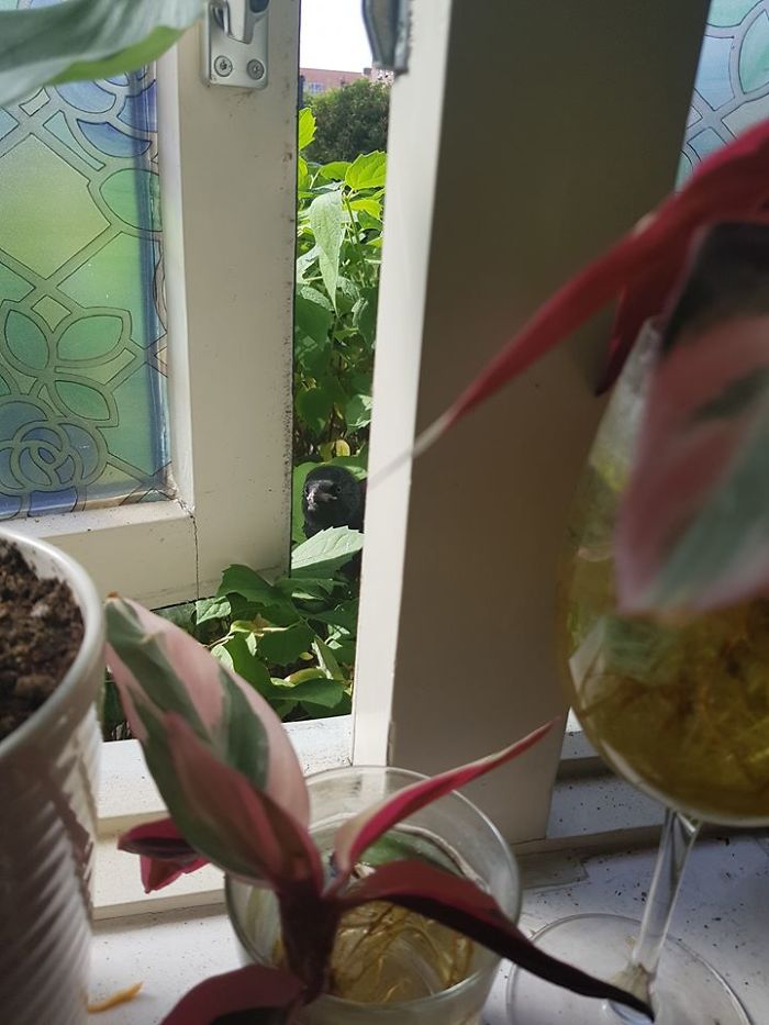 When You Think One Of The Neighbours Kids Keeps Messing With You Tapping The Window For Fun... It Turned Out To Be This Little F****