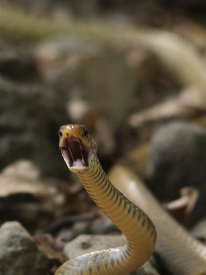 Work Of Art Level : Edvard Munch, The Scream!