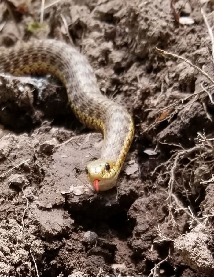 Sassy Snake In My Garden...