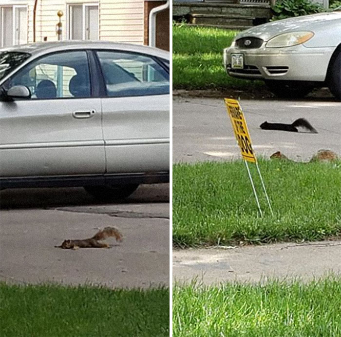 No They Are Not Dead. They Are Worn Out. They Have Been Running And Playing With 10 Other Baby Squirrels. They Even Came Up To Me To Say Hello All Of Them