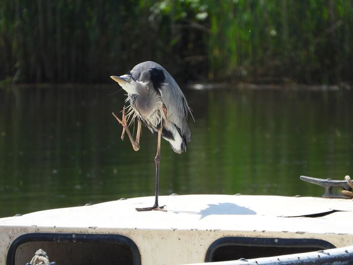 This Great Blue Heron Was Waving To Me As He Passed By On His Sailboat