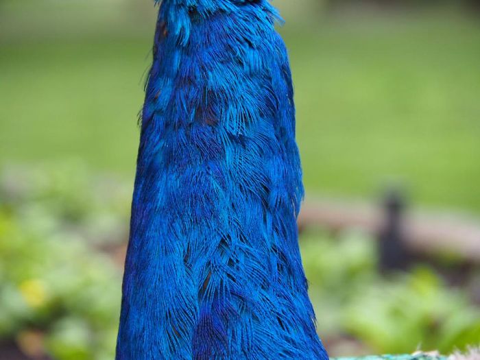 The Majestic Peacock....
