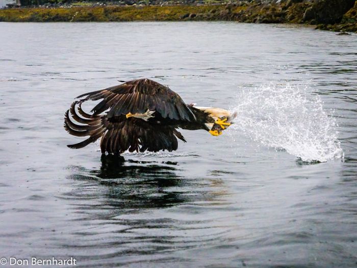 My Best Eagle Picture. I Can Stop Photographing Them Now!