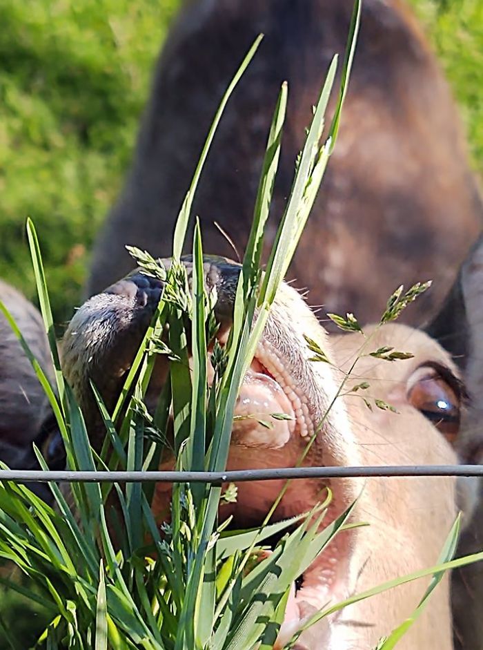 I Found Out I Have Deers In My Backyard...... And They Were Very.... Hungry