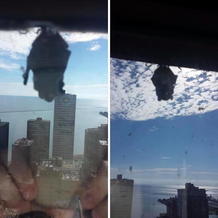 This Is My Little Bat Friend Hanging Outside My 32nd Story Window