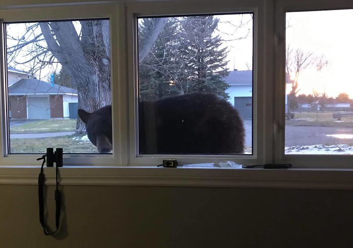 On First Glance We Thought This Was A Dog In Our Yard. We Were Wrong. We Also Invested In Curtains After This