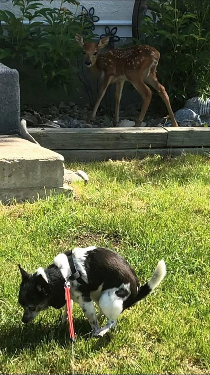 When You’re Trying To Photograph The Fawn...and Buddy Steals His Thunder