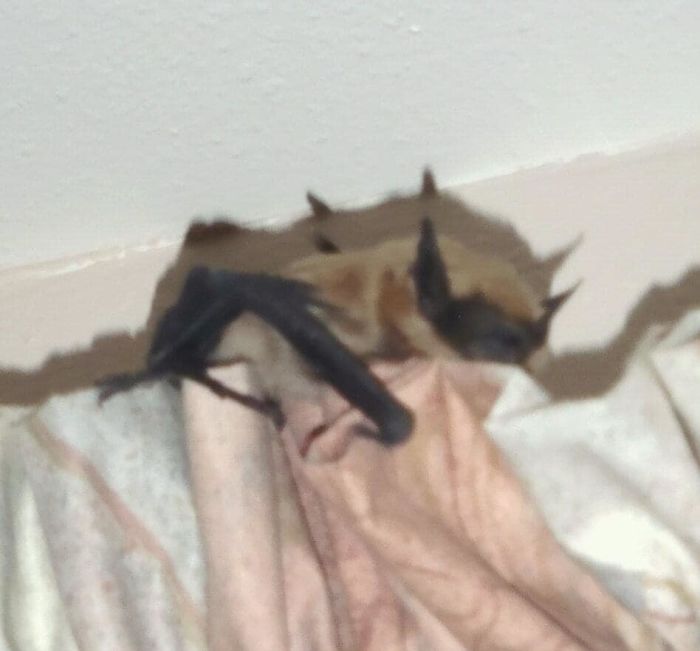 I Think I Better Put The Screen Back In My Bedroom Window