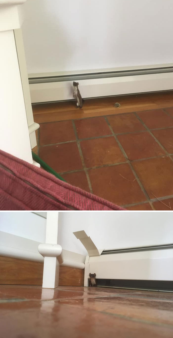 Some Unexpected House Guests Weaseled Their Way Inside