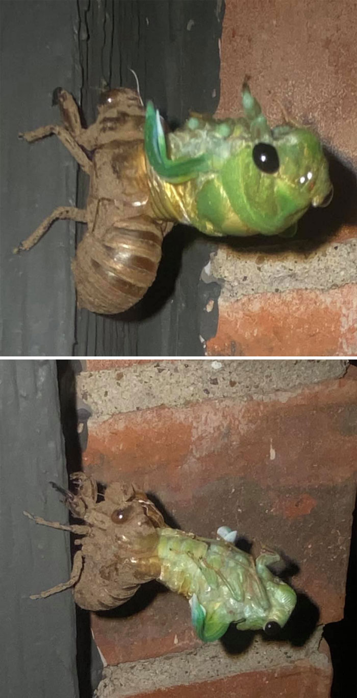 Anyway I Snapped This Last Night Right Next To My Neighbors’ Window At Risk Of Looking Like A Perv And I Had To Share