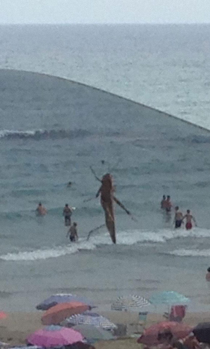 It’s The Giant Sea Cricket