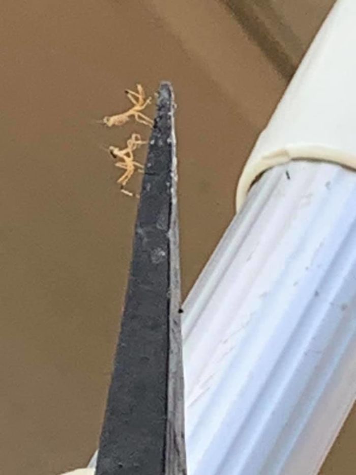 Last Fall I Found A Praying Mantis Egg Sack Thing On My Charcoal Lighter So I Haven’t Used It, To Try To Allow Them To Hatch Safely. They Finally Did! There Are Hundreds Of These Lil Guys Running Around Picking Fights With Each Other