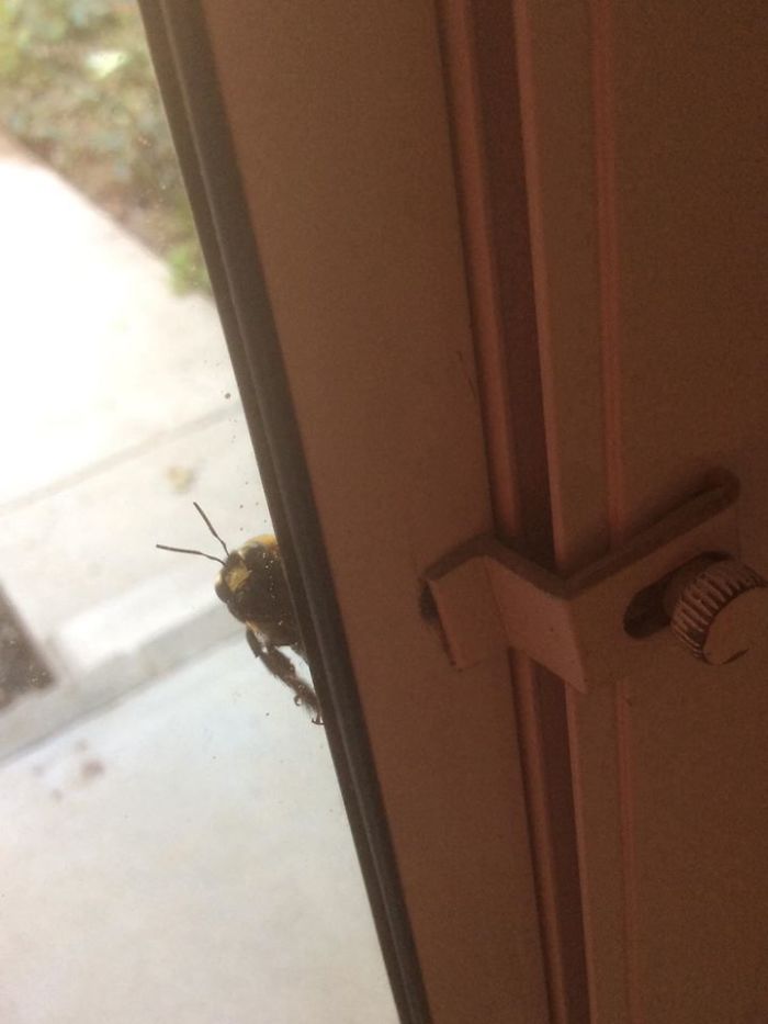 Mutant Bee