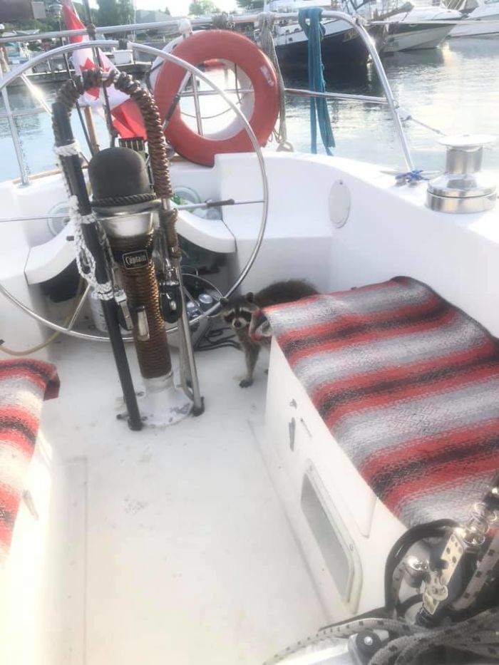 Somebody Wanted To Go Sailing. Is Wearing A Mask. Social Distancing. Was Not Happy To Be Sent Back To The Dock. Left Me A Steamy Little Gift...