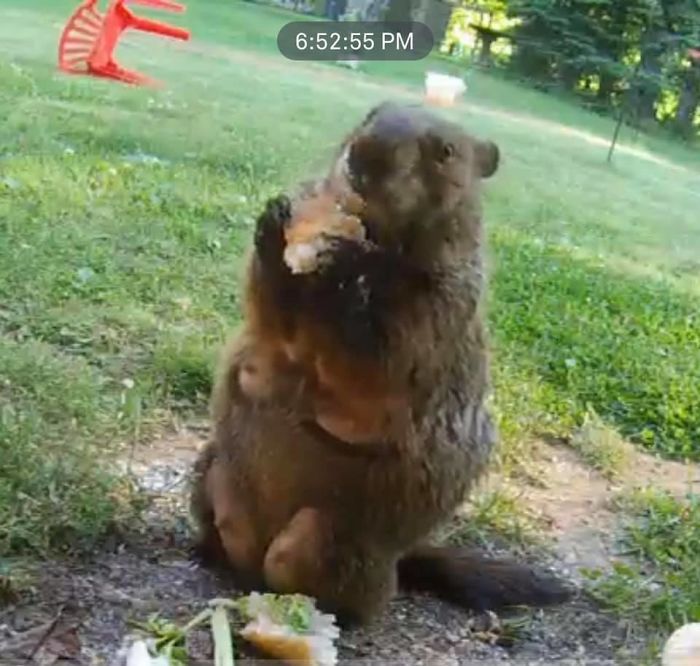 Caught On Our Critter Cam. And All This Time We Called Her Jimmy