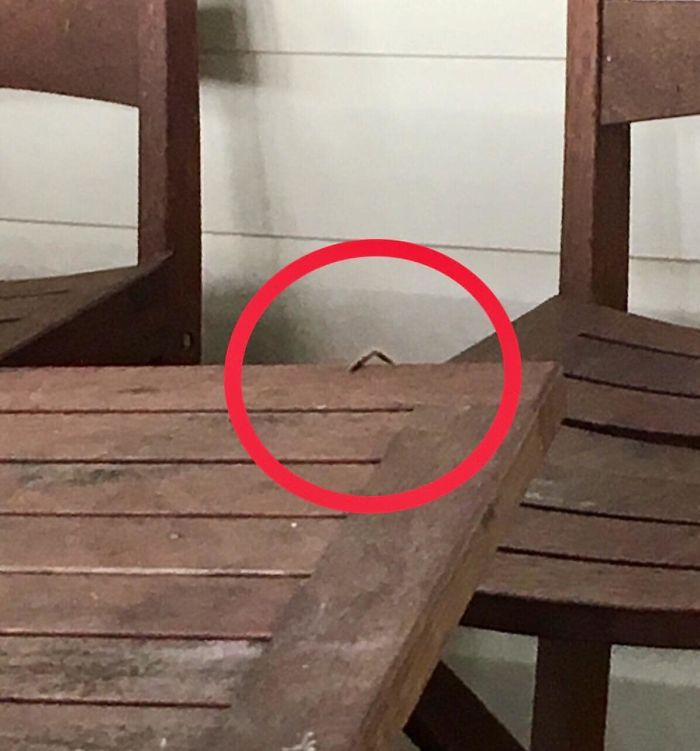 That Leg Is Two Inches Long And There Are Seven More. Meet The Beast Of The Balcony. He’s A Bit Shy, Surprisingly Enough.