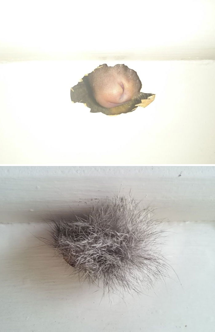 Possum Scratched Through My Watherboards. First Showing His Nose Than His Butt!