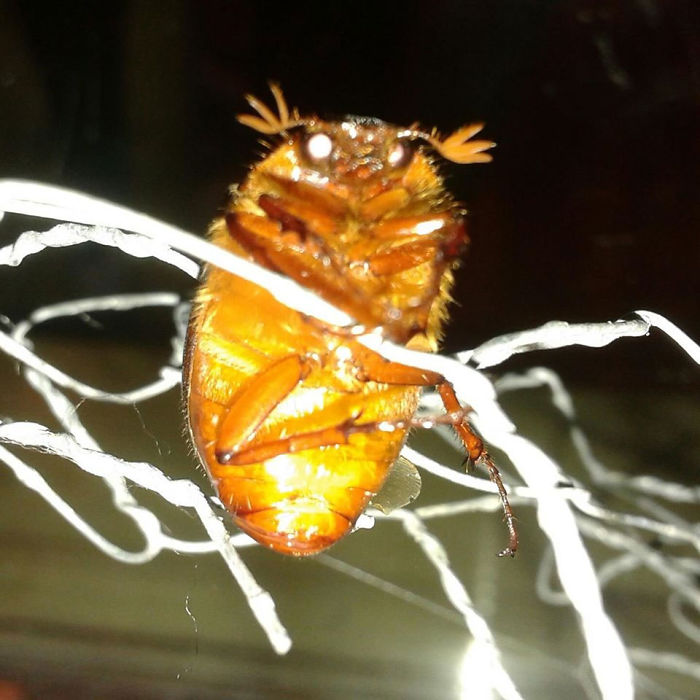 So Many People Are Afraid Of June Bugs! I Thought This Close-Up Night Time Shot Would Help To Alleviate Some Unnecessary Fears