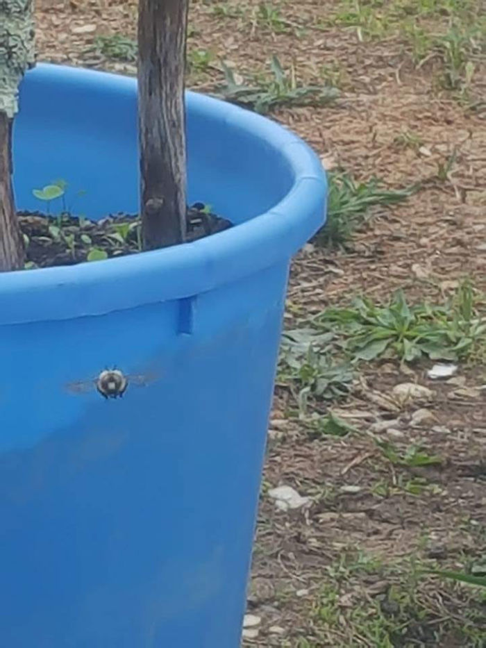 There's This Bee That Comes And Chills With My Mom Every Day In Her Vegetable Garden And Today She Finally Got A Picture Of It