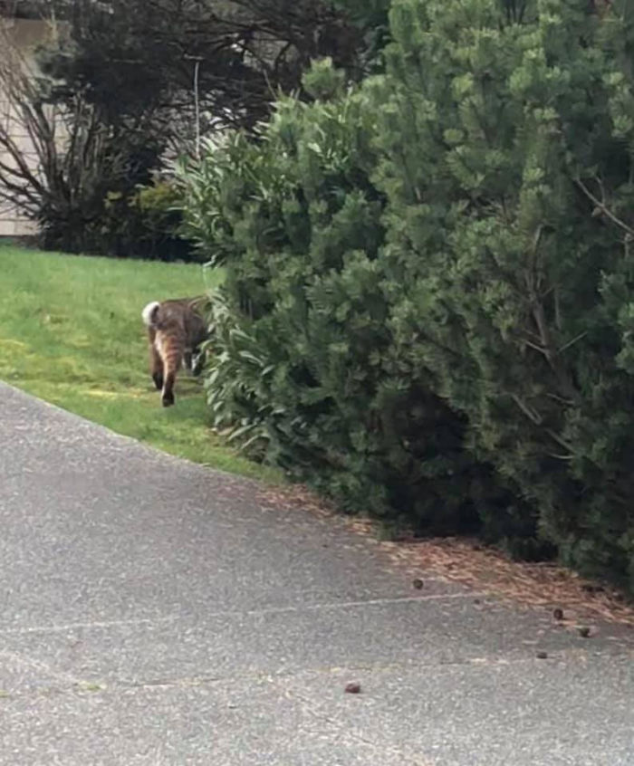 I Was Dropping Off Equipment For My Co-Workers Stay-At-Home Order And No One Believes Me That I Saw A Bobcat. They All Think It’s A Dog...
