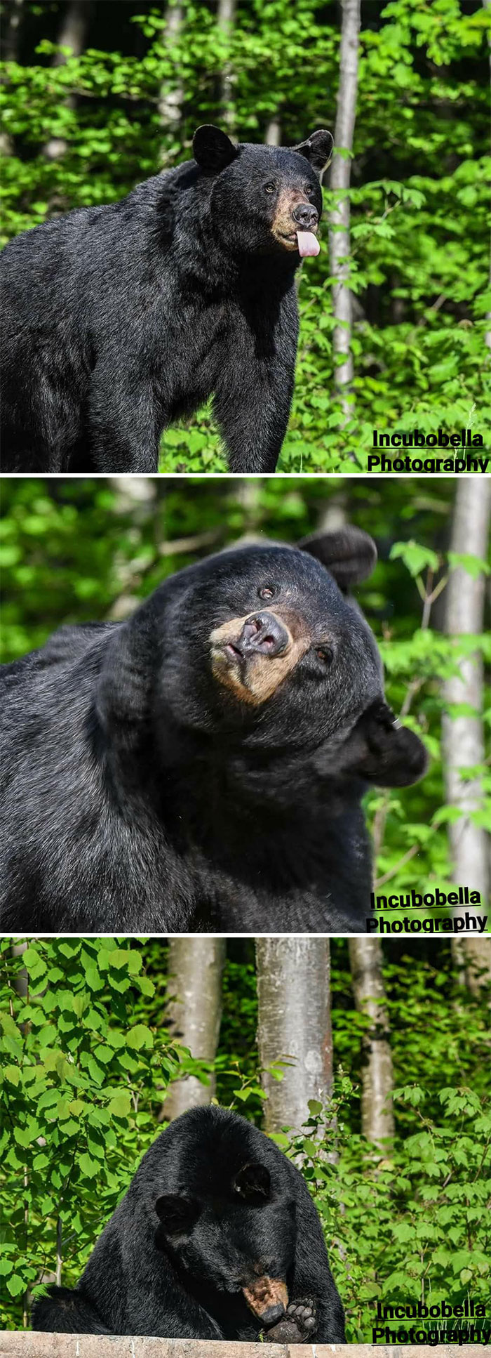 Enjoy My New Bear Friend Preferring Silly Photos