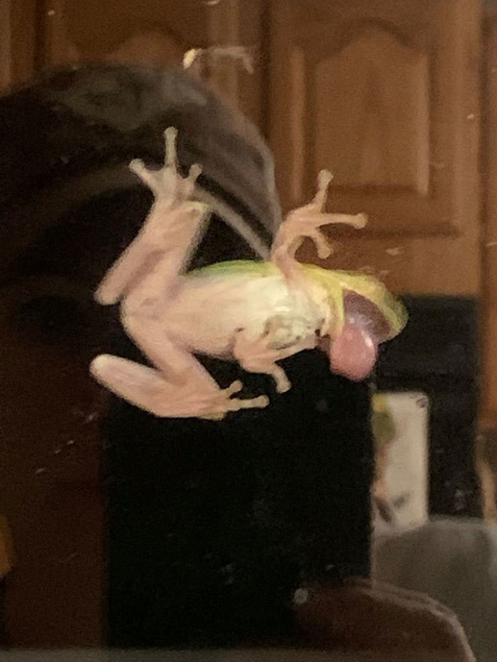 Tree Frog With A Giant Face And Awful Cabinetry Backdrop- Trifecta