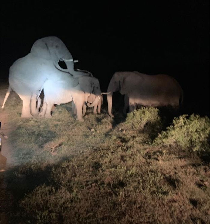 Happened Upon This During Our South Africa Trip Last Fall