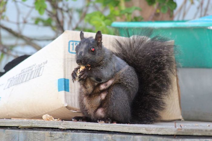 "Mama Demon Squirrel Gotta Eat!"