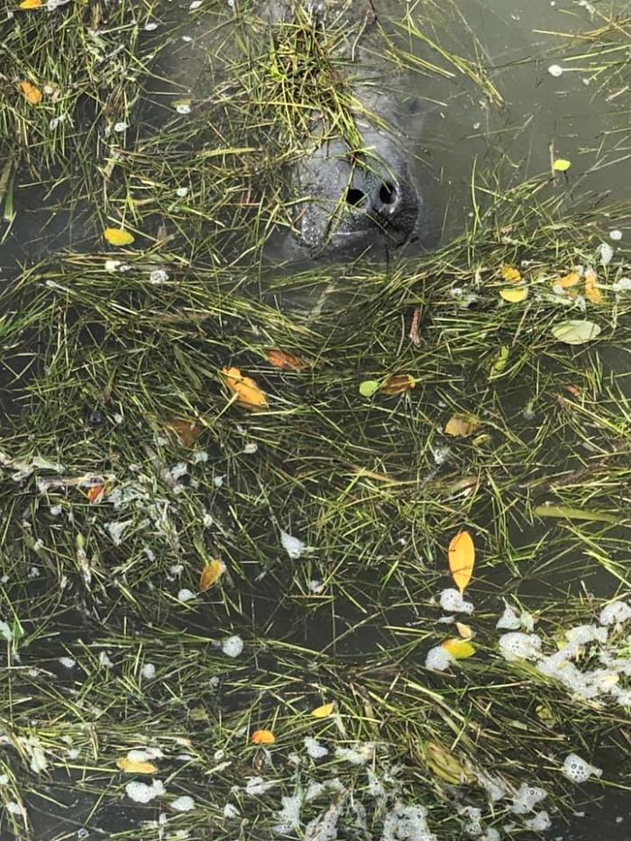 We Were So Excited To See Some Manatees. I’m Glad I Could Capture Their Full Majesty With My Awesome Photography Skills