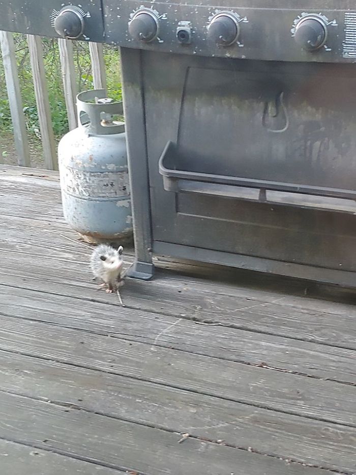 Baby Opossum On The Back Porch