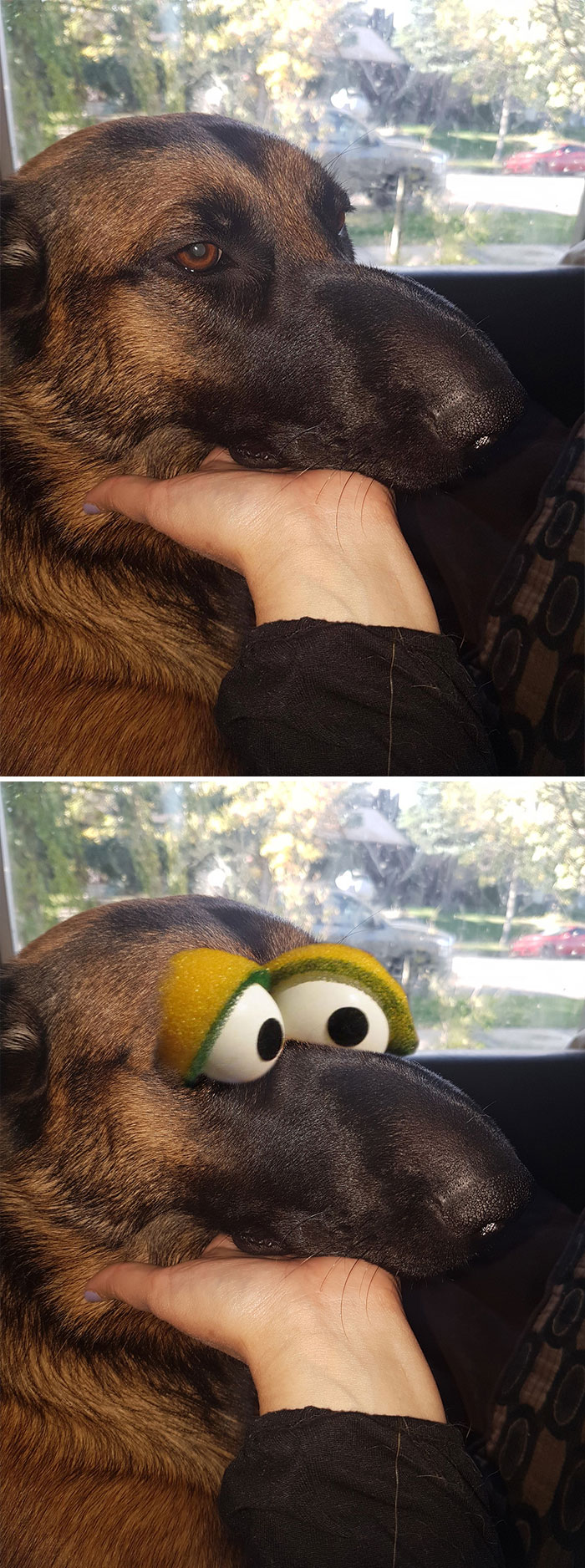 Throwback To When My Dog Tried To Eat A Wasp