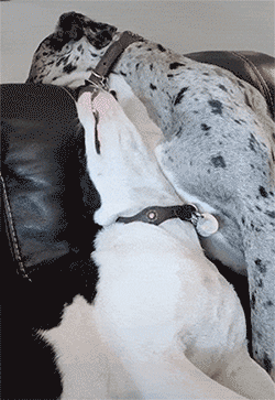 Oldest Bro Shows Young Blood How Is Done