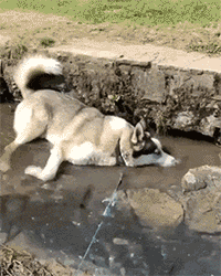 Huskies Are So Weird