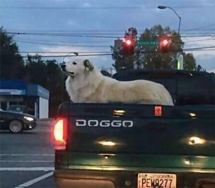 Doggo