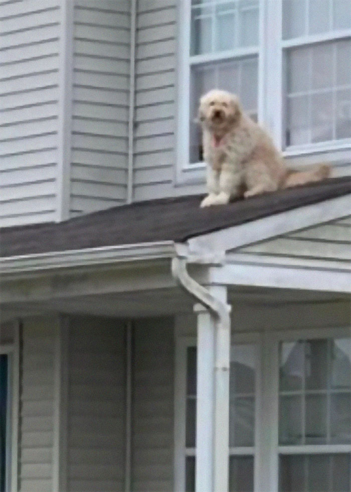So My Neighbors Do This Thing Where They Leave The Window Open Every Morning So Their Dog Can Sit On The Roof And People Watch.