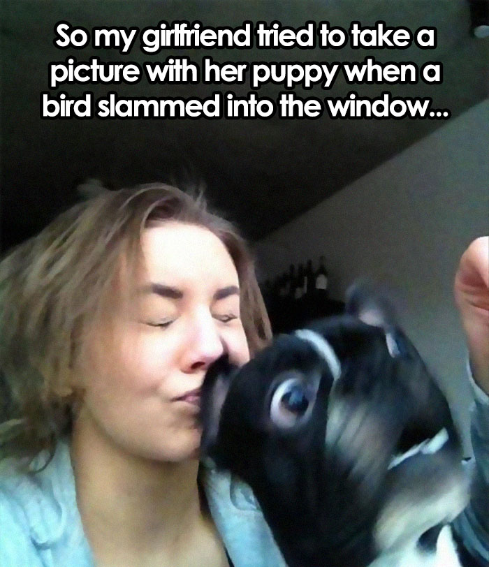 Tried To Take Picture As Dog Sees Bird Slam Into Window