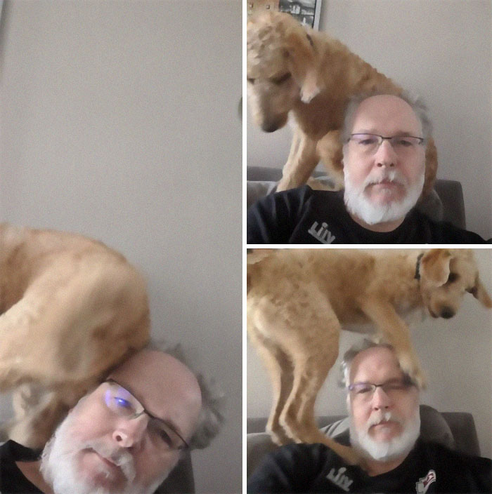 Get A Dog They Said, It'll Be Relaxing They Said. Still A Very Good Boy