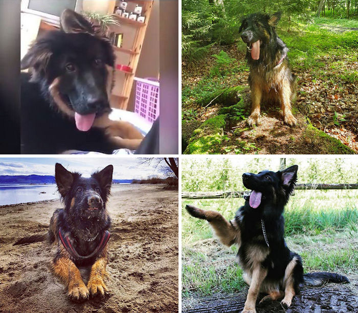 - Will Your Puppy Lose Her Derpiness Eventually? - I Believe So... *few Years Later*